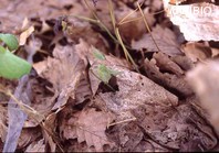 http://mpdb.nibiohn.go.jp/CONTENTS_ROOT/PLANT_PHOTO_DATA/PHOTO_FILE/thumbnail/894.jpg