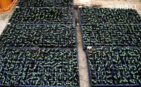 http://mpdb.nibiohn.go.jp/CONTENTS_ROOT/PLANT_PHOTO_DATA/PHOTO_FILE/thumbnail/181.jpg
