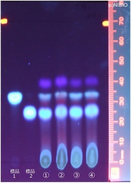 http://mpdb.nibiohn.go.jp/CONTENTS_ROOT/JP_IDENTIFICATION_PHOTO_DATA/JP_IDENTIFICATION_PHOTO_FILE/thumbnail/153.jpg