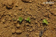 http://mpdb.nibiohn.go.jp/CONTENTS_ROOT/PLANT_PHOTO_DATA/PHOTO_FILE/thumbnail/208.jpg
