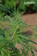 http://mpdb.nibiohn.go.jp/CONTENTS_ROOT/PLANT_PHOTO_DATA/PHOTO_FILE/thumbnail/229.jpg