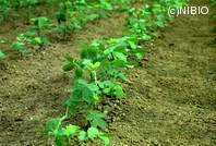 http://mpdb.nibiohn.go.jp/CONTENTS_ROOT/PLANT_PHOTO_DATA/PHOTO_FILE/thumbnail/244.jpg