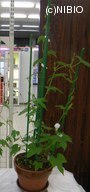 http://mpdb.nibiohn.go.jp/CONTENTS_ROOT/PLANT_PHOTO_DATA/PHOTO_FILE/thumbnail/1185.jpg