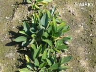 http://mpdb.nibiohn.go.jp/CONTENTS_ROOT/PLANT_PHOTO_DATA/PHOTO_FILE/thumbnail/254.jpg