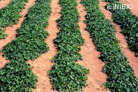 http://mpdb.nibiohn.go.jp/CONTENTS_ROOT/PLANT_PHOTO_DATA/PHOTO_FILE/thumbnail/264.jpg