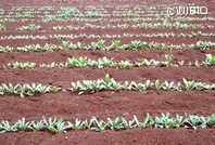 http://mpdb.nibiohn.go.jp/CONTENTS_ROOT/PLANT_PHOTO_DATA/PHOTO_FILE/thumbnail/283.jpg
