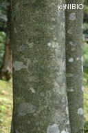 http://mpdb.nibiohn.go.jp/CONTENTS_ROOT/PLANT_PHOTO_DATA/PHOTO_FILE/thumbnail/1195.jpg