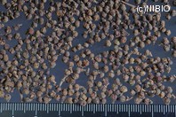 http://mpdb.nibiohn.go.jp/CONTENTS_ROOT/PLANT_PHOTO_DATA/PHOTO_FILE/thumbnail/329.jpg