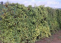 http://mpdb.nibiohn.go.jp/CONTENTS_ROOT/PLANT_PHOTO_DATA/PHOTO_FILE/thumbnail/1204.jpg