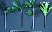 http://mpdb.nibiohn.go.jp/CONTENTS_ROOT/PLANT_PHOTO_DATA/PHOTO_FILE/thumbnail/380.jpg