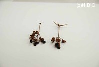 http://mpdb.nibiohn.go.jp/CONTENTS_ROOT/PLANT_PHOTO_DATA/PHOTO_FILE/thumbnail/401.jpg
