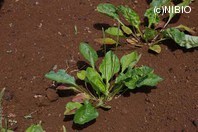 http://mpdb.nibiohn.go.jp/CONTENTS_ROOT/PLANT_PHOTO_DATA/PHOTO_FILE/thumbnail/494.jpg