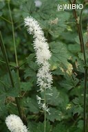 http://mpdb.nibiohn.go.jp/CONTENTS_ROOT/PLANT_PHOTO_DATA/PHOTO_FILE/thumbnail/511.jpg