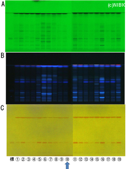 http://mpdb.nibiohn.go.jp/CONTENTS_ROOT/TLC_DATA/TLC_FIG_FILE/thumbnail/789.jpg