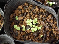 http://mpdb.nibiohn.go.jp/CONTENTS_ROOT/PLANT_PHOTO_DATA/PHOTO_FILE/thumbnail/1214.jpg