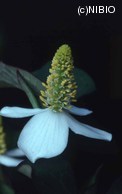 http://mpdb.nibiohn.go.jp/CONTENTS_ROOT/PLANT_PHOTO_DATA/PHOTO_FILE/thumbnail/505.jpg