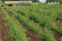 http://mpdb.nibiohn.go.jp/CONTENTS_ROOT/PLANT_PHOTO_DATA/PHOTO_FILE/thumbnail/1263.jpg