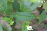 http://mpdb.nibiohn.go.jp/CONTENTS_ROOT/PLANT_PHOTO_DATA/PHOTO_FILE/thumbnail/532.jpg