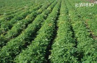 http://mpdb.nibiohn.go.jp/CONTENTS_ROOT/PLANT_PHOTO_DATA/PHOTO_FILE/thumbnail/546.jpg