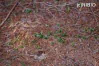 http://mpdb.nibiohn.go.jp/CONTENTS_ROOT/PLANT_PHOTO_DATA/PHOTO_FILE/thumbnail/570.jpg