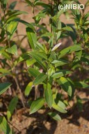 http://mpdb.nibiohn.go.jp/CONTENTS_ROOT/PLANT_PHOTO_DATA/PHOTO_FILE/thumbnail/589.jpg