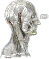 https://upload.wikimedia.org/wikipedia/commons/thumb/8/8d/Gray790.png/102px-Gray790.png