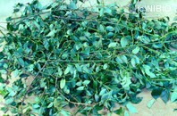 http://mpdb.nibiohn.go.jp/CONTENTS_ROOT/PLANT_PHOTO_DATA/PHOTO_FILE/thumbnail/822.jpg