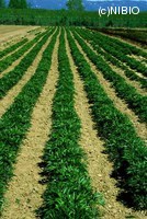 http://mpdb.nibiohn.go.jp/CONTENTS_ROOT/PLANT_PHOTO_DATA/PHOTO_FILE/thumbnail/628.jpg