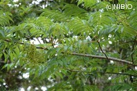 http://mpdb.nibiohn.go.jp/CONTENTS_ROOT/PLANT_PHOTO_DATA/PHOTO_FILE/thumbnail/1247.jpg