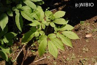 http://mpdb.nibiohn.go.jp/CONTENTS_ROOT/PLANT_PHOTO_DATA/PHOTO_FILE/thumbnail/656.jpg