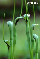 http://mpdb.nibiohn.go.jp/CONTENTS_ROOT/PLANT_PHOTO_DATA/PHOTO_FILE/thumbnail/675.jpg