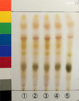 http://mpdb.nibiohn.go.jp/CONTENTS_ROOT/JP_IDENTIFICATION_PHOTO_DATA/JP_IDENTIFICATION_PHOTO_FILE/thumbnail/1309.jpg