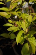 http://mpdb.nibiohn.go.jp/CONTENTS_ROOT/PLANT_PHOTO_DATA/PHOTO_FILE/thumbnail/696.jpg