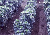 http://mpdb.nibiohn.go.jp/CONTENTS_ROOT/PLANT_PHOTO_DATA/PHOTO_FILE/thumbnail/954.jpg