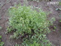 http://mpdb.nibiohn.go.jp/CONTENTS_ROOT/PLANT_PHOTO_DATA/PHOTO_FILE/thumbnail/726.jpg