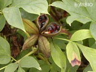 http://mpdb.nibiohn.go.jp/CONTENTS_ROOT/PLANT_PHOTO_DATA/PHOTO_FILE/thumbnail/744.jpg