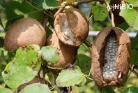 http://mpdb.nibiohn.go.jp/CONTENTS_ROOT/PLANT_PHOTO_DATA/PHOTO_FILE/thumbnail/771.jpg