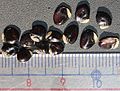 https://upload.wikimedia.org/wikipedia/commons/thumb/3/3b/Akebia_quinata_seeds.JPG/120px-Akebia_quinata_seeds.JPG