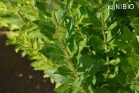 http://mpdb.nibiohn.go.jp/CONTENTS_ROOT/PLANT_PHOTO_DATA/PHOTO_FILE/thumbnail/209.jpg