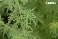 http://mpdb.nibiohn.go.jp/CONTENTS_ROOT/PLANT_PHOTO_DATA/PHOTO_FILE/thumbnail/230.jpg