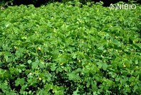 http://mpdb.nibiohn.go.jp/CONTENTS_ROOT/PLANT_PHOTO_DATA/PHOTO_FILE/thumbnail/245.jpg