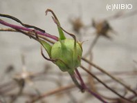 http://mpdb.nibiohn.go.jp/CONTENTS_ROOT/PLANT_PHOTO_DATA/PHOTO_FILE/thumbnail/1187.jpg