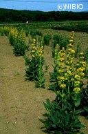 http://mpdb.nibiohn.go.jp/CONTENTS_ROOT/PLANT_PHOTO_DATA/PHOTO_FILE/thumbnail/255.jpg