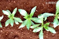 http://mpdb.nibiohn.go.jp/CONTENTS_ROOT/PLANT_PHOTO_DATA/PHOTO_FILE/thumbnail/284.jpg