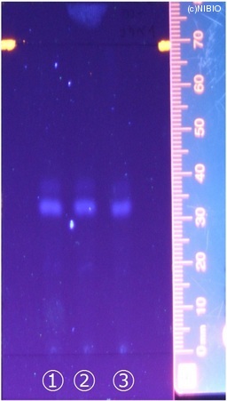 http://mpdb.nibiohn.go.jp/CONTENTS_ROOT/JP_IDENTIFICATION_PHOTO_DATA/JP_IDENTIFICATION_PHOTO_FILE/thumbnail/183.jpg