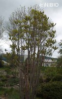 http://mpdb.nibiohn.go.jp/CONTENTS_ROOT/PLANT_PHOTO_DATA/PHOTO_FILE/thumbnail/1197.jpg