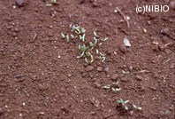http://mpdb.nibiohn.go.jp/CONTENTS_ROOT/PLANT_PHOTO_DATA/PHOTO_FILE/thumbnail/311.jpg