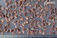 http://mpdb.nibiohn.go.jp/CONTENTS_ROOT/PLANT_PHOTO_DATA/PHOTO_FILE/thumbnail/330.jpg