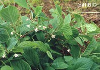 http://mpdb.nibiohn.go.jp/CONTENTS_ROOT/PLANT_PHOTO_DATA/PHOTO_FILE/thumbnail/1205.jpg