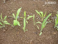 http://mpdb.nibiohn.go.jp/CONTENTS_ROOT/PLANT_PHOTO_DATA/PHOTO_FILE/thumbnail/343.jpg